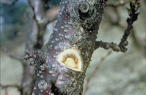 Brunissement des tissus du phloème d’un arbre contaminé après un hiver froid - Source : G. Morvan, Inra, Montfavet, www.forestryimages.org