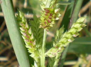 echinochloa-crusgalli7