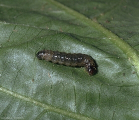 Chenille de <i>Duponchelia fovealis</i>.