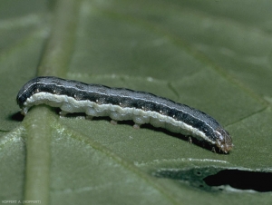 Chenille de <i>Spodoptera exigua</i>, verte avec une bande jaune longitudinale, surmontée d'une bande plus foncée.