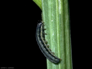 Chenille de <i>Spodoptera exigua</i>, verte avec une bande jaune longitudinale, surmontée d'une bande plus foncée.