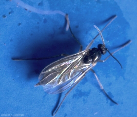 Adulte de <i>Bradysia paupera</i> vu de dessus. Insecte fin, avec de longues pattes et des antennes de taille moyenne.