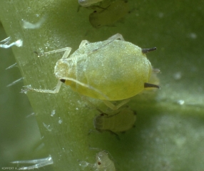 <i>Aphis gossypii</i> adulte, avec les siphons noirs caractéristiques.