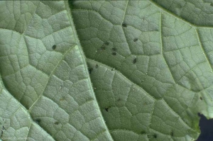 Des individus d'<i>Aphis gossypii</i>, petits pucerons très foncés, sont visibles sur cette feuille.