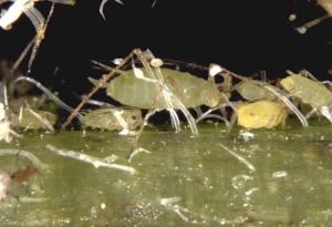 Différentes formes aptères de <i>Macrosiphum euphorbiae</i>.