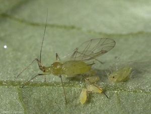 Formes aptères et ailées de <i>Macrosiphum euphorbiae</i>.