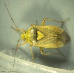 Lygus-rugulipennis1