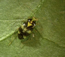 Adulte de <i>liocoris tripustulatus</i>.