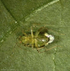 Adulte de <i>liocoris tripustulatus</i> face ventrale.