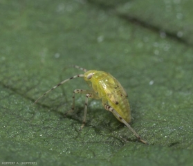 Larve de <i>liocoris tripustulatus</i>.