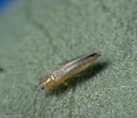 Adulte de <i>Frankliniella occidentalis </i>.