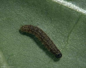 Chenille de <i>Clepsis spectrana</i>