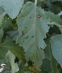 Exemple de feuilles broutées par les larves et adultes de <i>Leptinotarsa decemlineata</i>