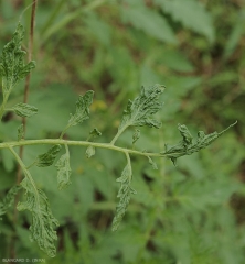 Cette feuille de tomate est enroulée, suite à une attaque de tarsonème des serres, <i>Polytarsonemus latus</i>.