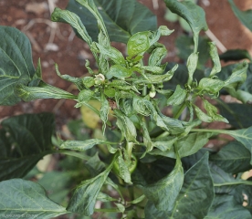 Ce plant de poivron a ses feuilles, fleurs et bourgeons déformés, suite à des attaques de <i>Polytarsonemus latus</i>.