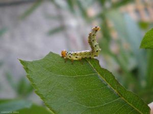 fausse-chenille