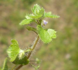 veronica-hederifolia12