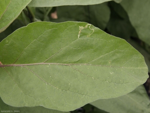 Symptômes de mineuse sur feuille d'aubergine.