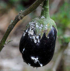 Cochenille-aubergine2