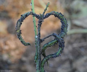 Infestation d'un plant de haricot par une colonie de pucerons
