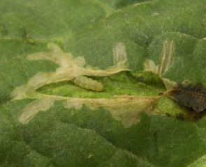 Chenille (larve) de <i>Tuta absoluta</i> creusant une galerie en surface d'une feuille de solanacee.