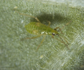 Nesidiocoris-tenuis5