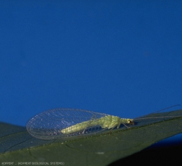 <i>Chrysoperla carnea</i> adulte. Ce stade se nourrit exclusivement de pollen et de nectar, et ne joue donc pas de rôle direct de biocontrôle.