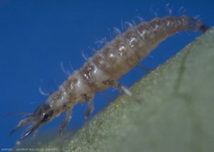 Larve de <i>Chrysoperla carnea</i>. Très mobile et armée de ses grandes mandibules, c'est un prédateur très efficace.