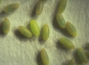 Oeufs de <i>Chrysoperla carnea</i> fraîchement pondus. les futures larves sont visibles à travers les parois, légèrement translucides.test