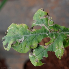 De très nombreuses galeries et tâches chlorotiques provoquées par des mouches mineuses sont visibles sur cette feuille de pastèque.