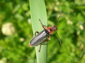 Cantharis-rustica