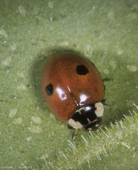 Détail d'une coccinelle à deux point (<i>Adalia bipunctata</i>).