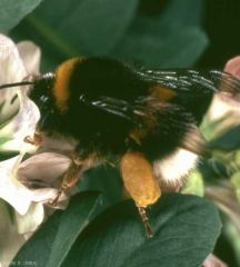 bombus-luzerne