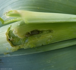 Larve de la teigne du poireau en train de consommer des tissus foliaires d'oignon. <i>Acrolepiopsis assectella</i>