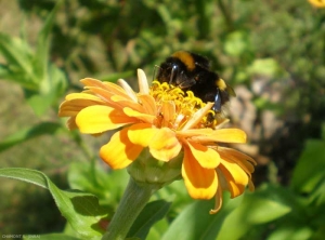 asteraceae-bourdon