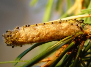 Ponte de processionnaire du pin avec de jeunes chenilles, tout juste écloses et déjà en procession. Ce comportement est caractéristique de cet insecte. 