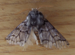 Papillon mâle de processionnaire du pin.