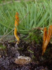 PP_parasites_cordyceps