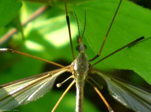 tipula_oleracea1