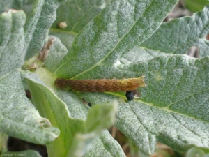 phlogophora-meticulosa