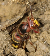 Une reine de  <i>Vespa crabo</i> observée dans la forêt de chênes située à Ottmarsheim en Alsace (frelon européen) (Michel EHRARDT - insectes.org)