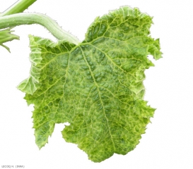  Particulièrement déformée, cette feuille chlorotique montre aussi des cloques situées le long de certaines des nervures. <i>Tomato leaf curl new delhi virus</i> ( ToLCNDV )(virus New Delhi des feuilles enroulées de la tomate)