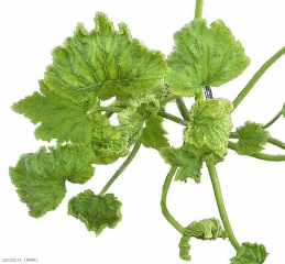 Aspect d'un jeune pied  de courgette affecté par le <i>Tomato leaf curl new delhi virus</i>. Plusieurs jeunes feuilles sont déformées, recroquevillées, et plus ou moins chlorotiques. ( ToLCNDV )(virus New Delhi des feuilles enroulées de la tomate)