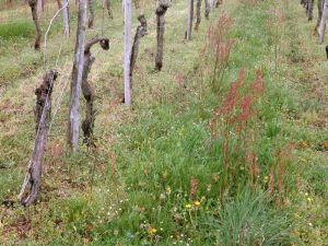 rumex-acetosa6