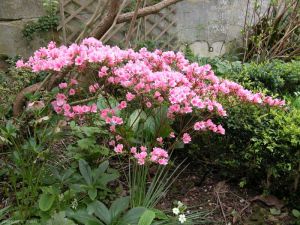 azalea-japonica