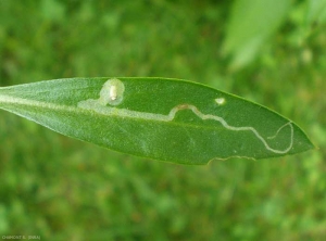 chromatomyia-hoticola