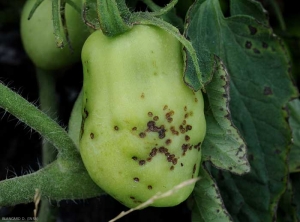 Xanthomonas-tomate-DB2