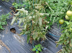 Cette plante souffrant de corky root est peu vigoureuse et ses feuilles basses sont chlorotiques, nécrotiques ; certaines flétrissent et se  nécrosent. (racines liégeuses, corky root)