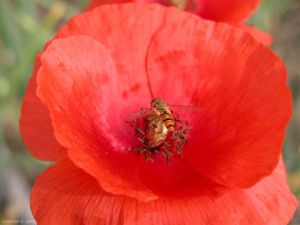 papaver-syrphe