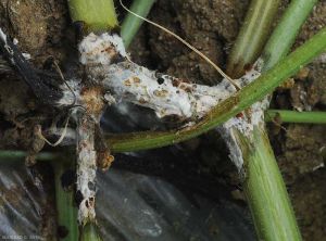 Sclerotinia1